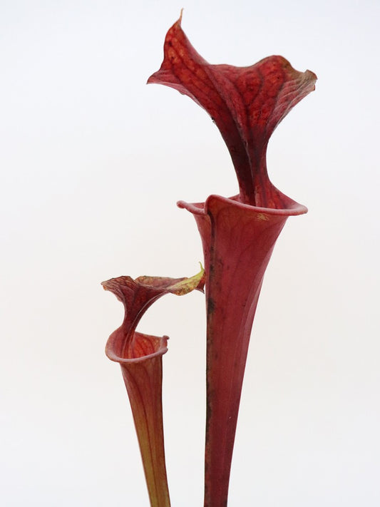 Sarracenia flava var. rubricorpora  FL23 RVL