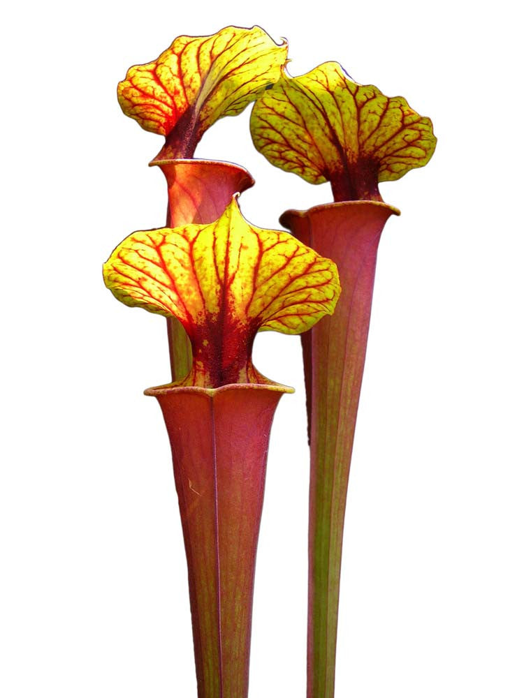 Sarracenia flava var. rubricorpora Giant red tube , Apalachicola F24 MK