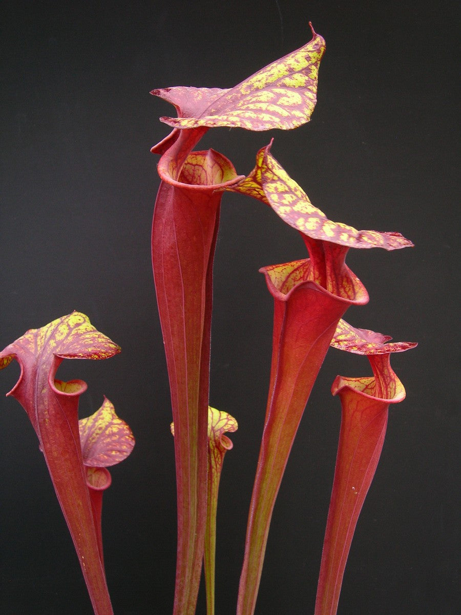Sarracenia flava var. rubricorpora Liberty Co. FL F30 MK