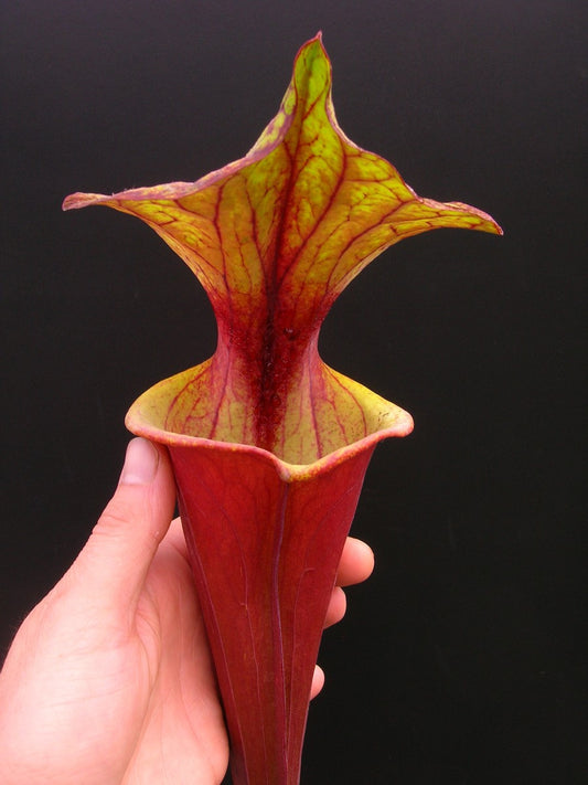 Sarracenia flava var. rubricorpora  Red tube, Apalachicola (Dennis Balsdon)