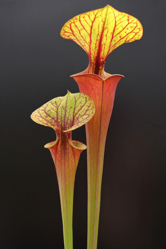 Sarracenia flava var. rubricorpora  Red tube ( Mike Brooks)