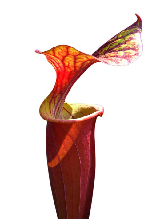 Sarracenia flava var. rubricorpora " Rouge"