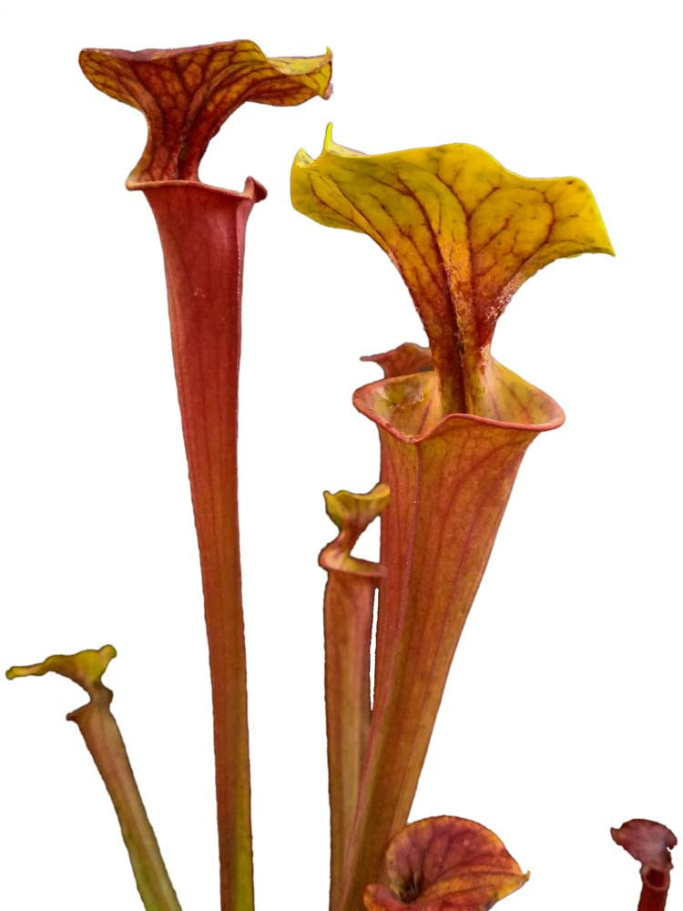 Sarracenia flava var. rubricorpora SFX12 AC