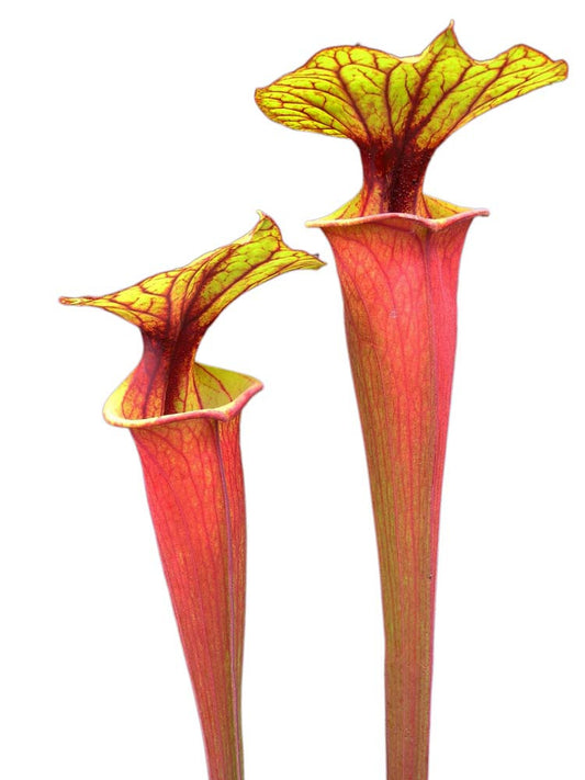 Sarracenia flava var. rubricorpora  Sumatra F167 C MK