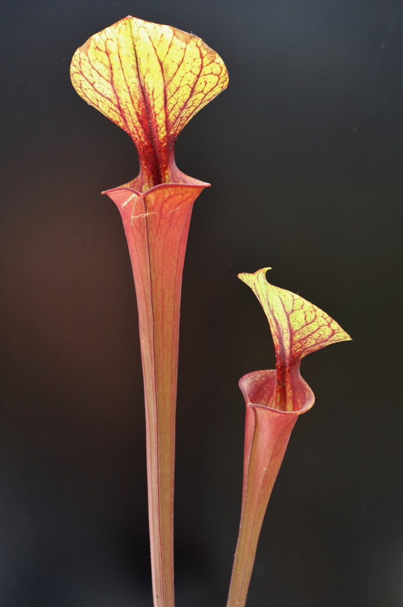Sarracenia flava var. rubricorpora , Giant red tube , Apalachicola F21 MK
