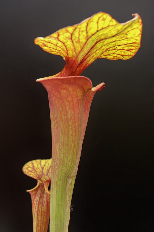 Sarracenia flava var. rubricorpora   Gulf coast  F205 MK