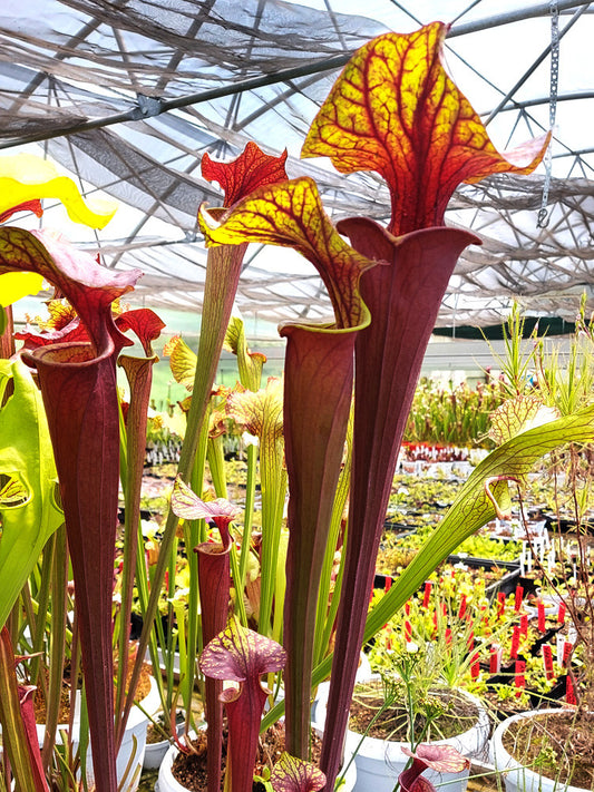 Sarracenia flava var. rubricorpora , purple tube, Milton, Fl  F45 MK