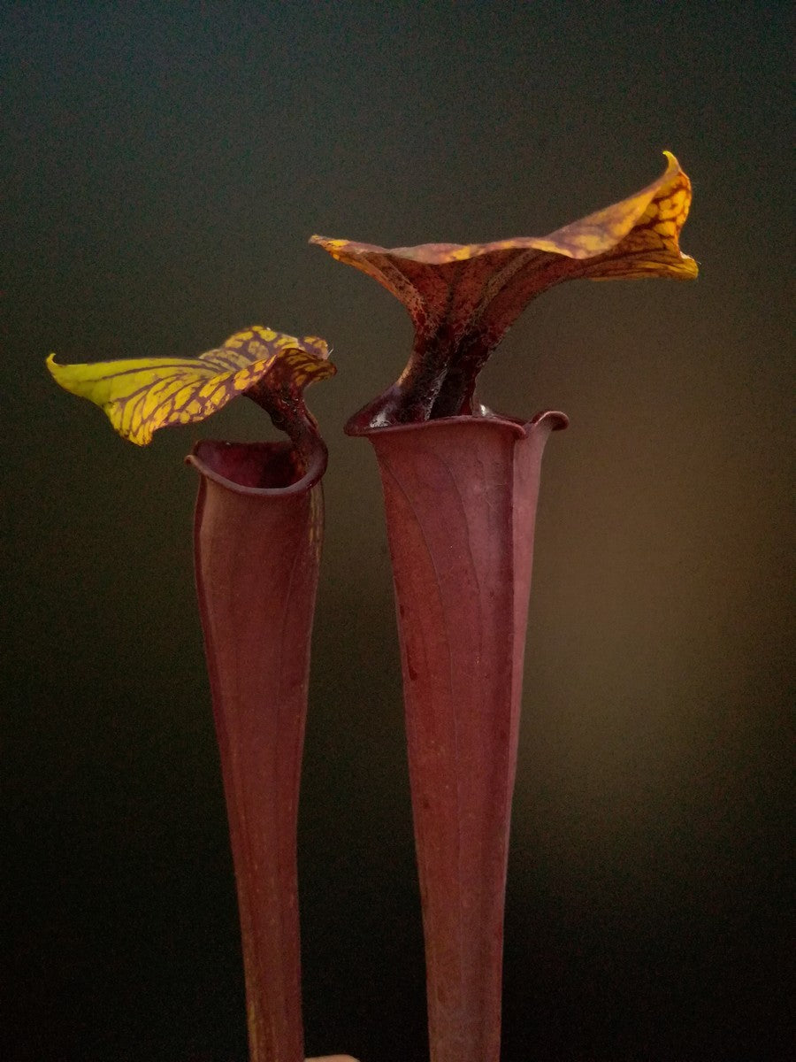 Sarracenia flava var. rubricorpora , very dark marroon tube F149 MK