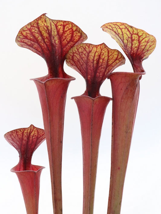 Sarracenia flava var. rubricorpora  ipf46 A.Selwin