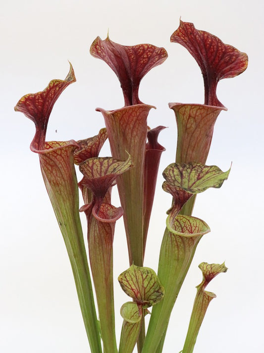 Sarracenia flava var. rubricorpora  ipf81 AS