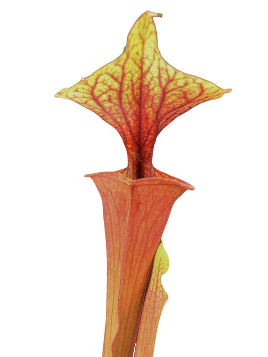 Sarracenia flava var. rubricorpora ipf66 AS