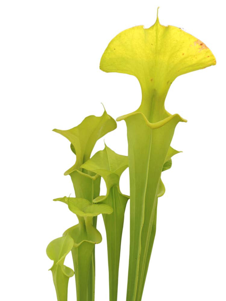 Sarracenia flava var. rugelii  Anthocyanin free  SFR28 AC