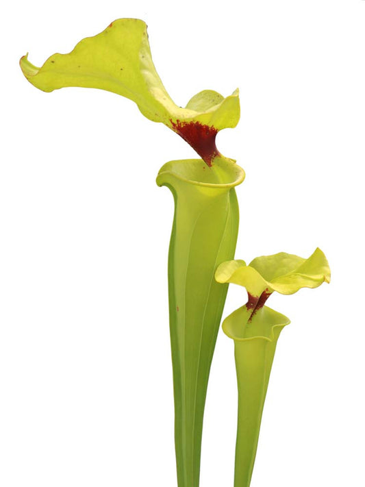 Sarracenia flava var. rugelii  F120A Srba