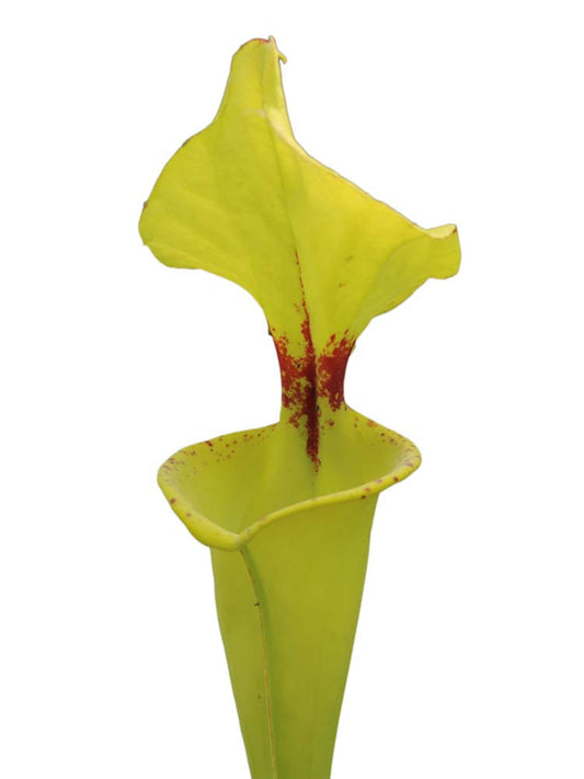 Sarracenia flava var. rugelii  F140A MK