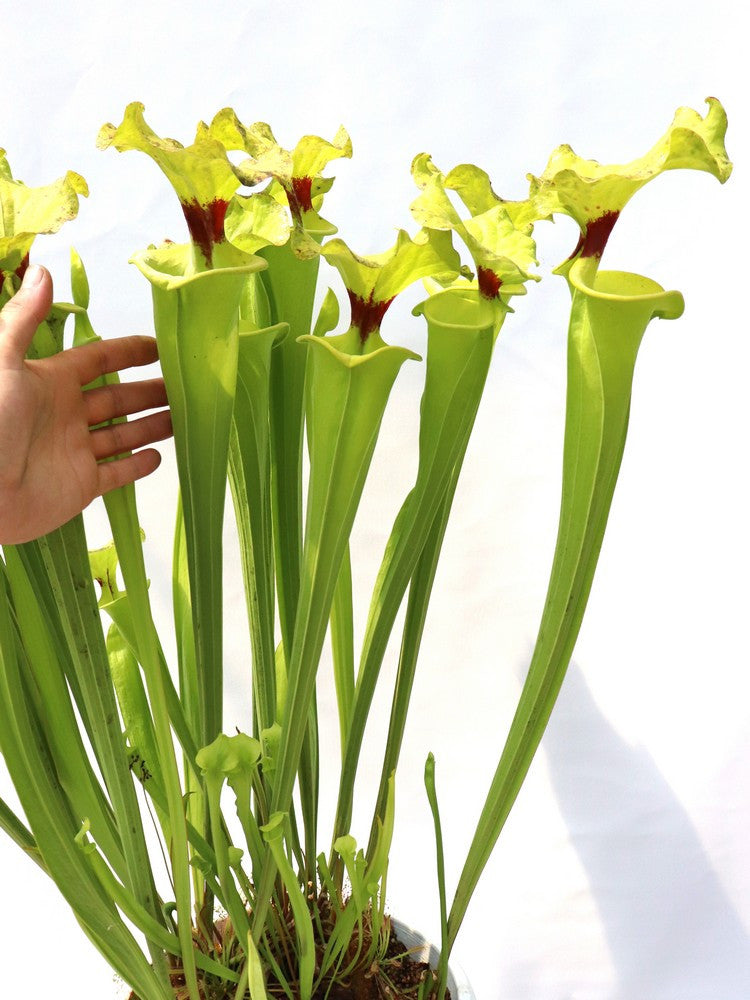 Sarracenia flava var. rugelii  F140B MK
