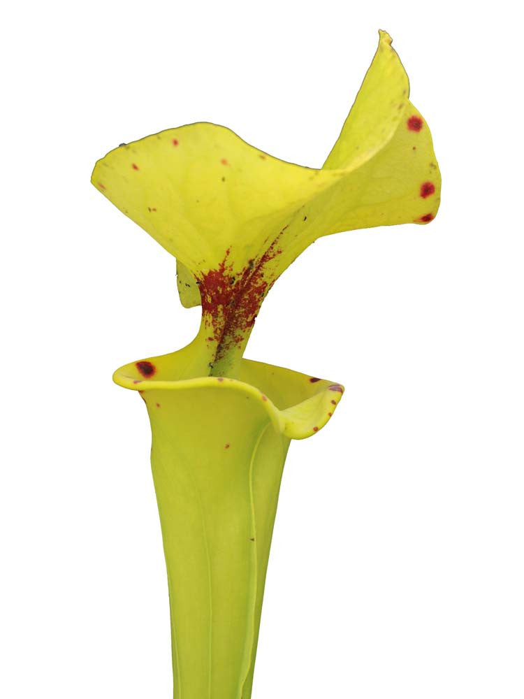 Sarracenia flava var. rugelii  F143 MK