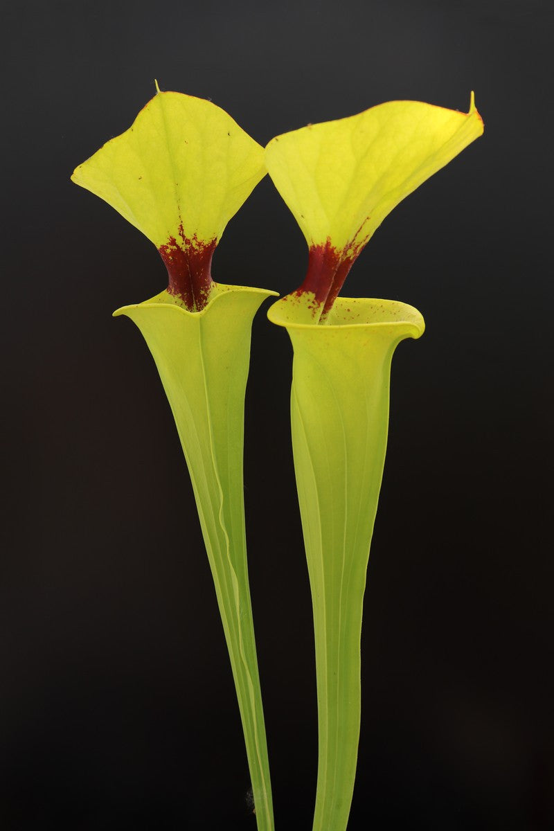 Sarracenia flava var. rugelii  F18 MK