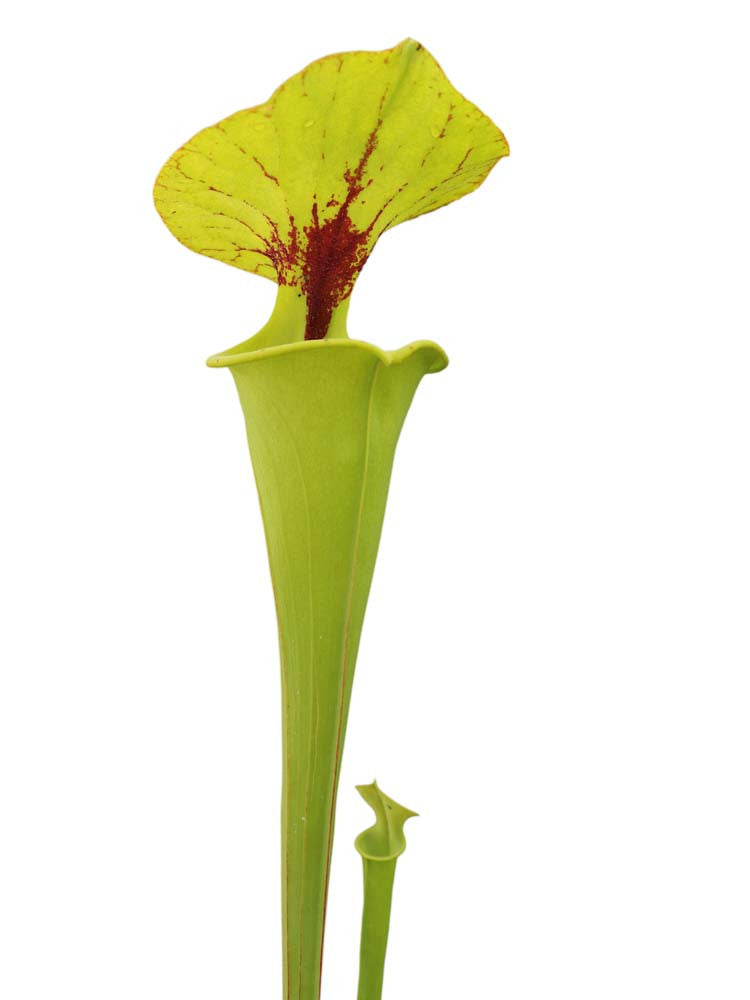 Sarracenia flava var. rugelii  F49 MK