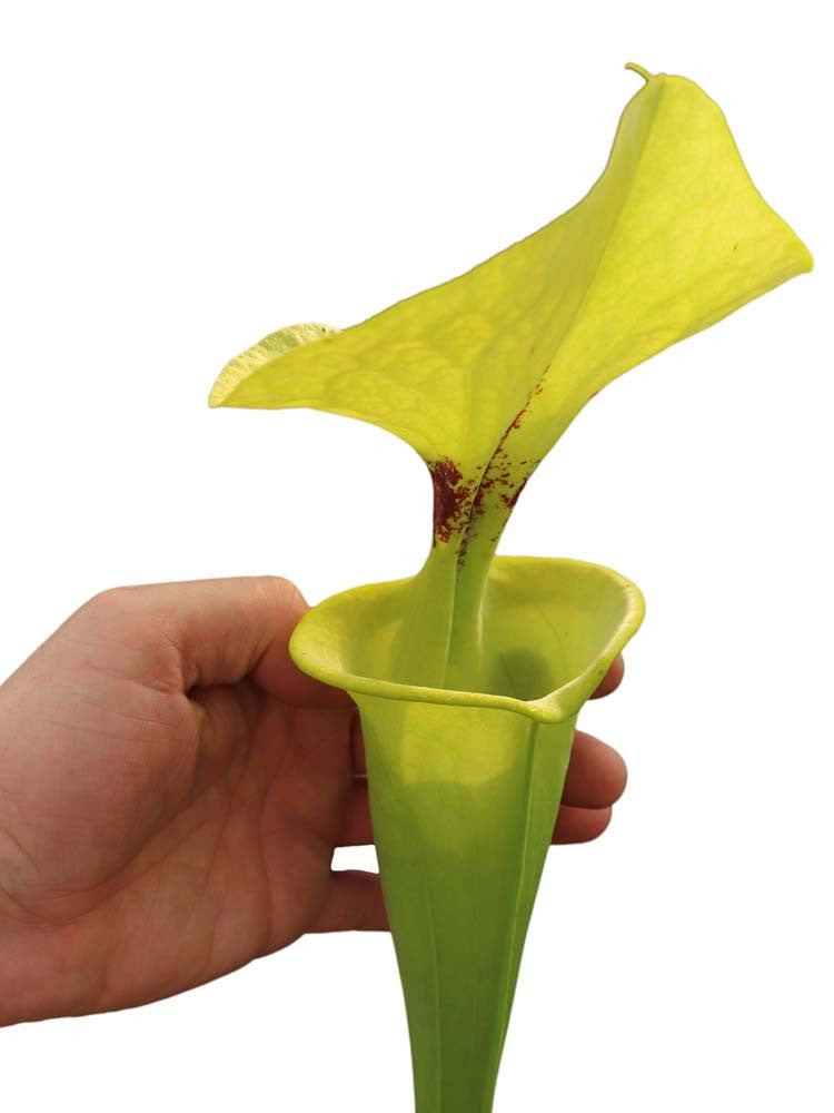Sarracenia flava var. rugelii  F7 MK