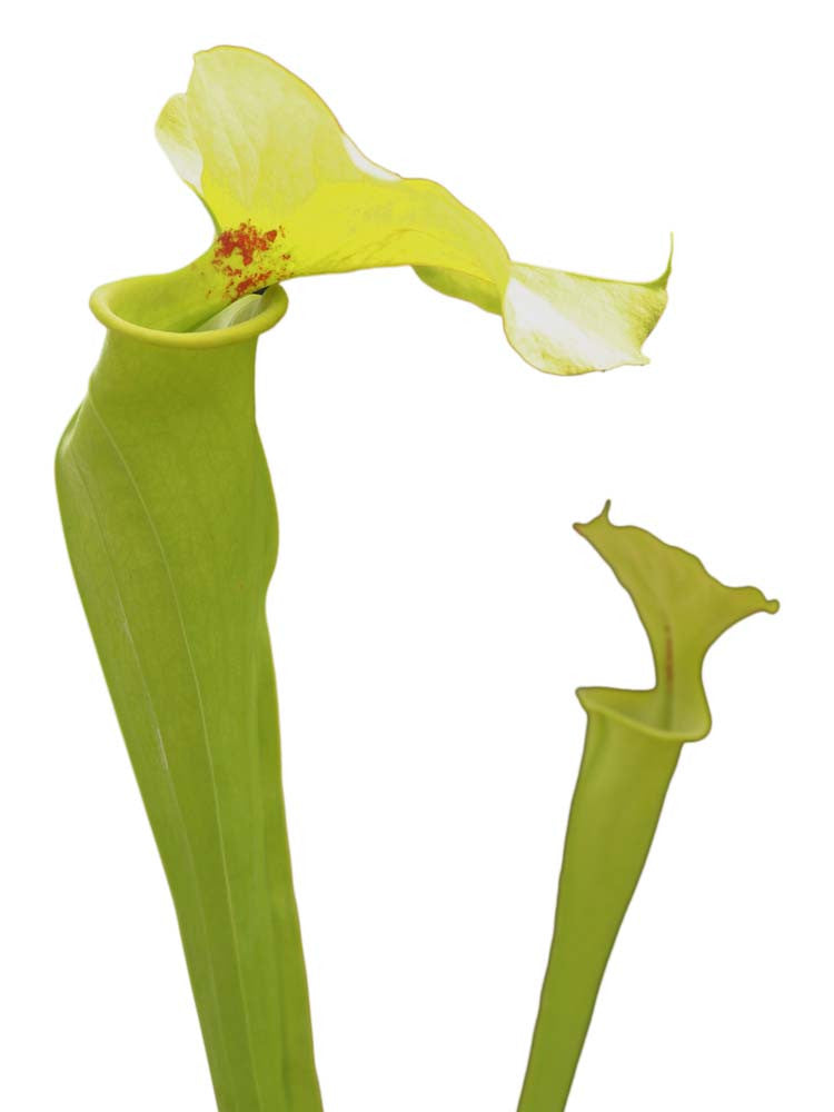 Sarracenia flava var. rugelii " Giant hood "