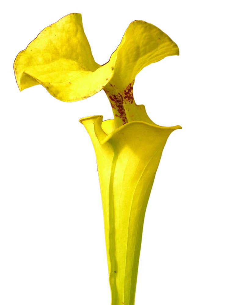 Sarracenia flava var. rugelii  "Giant lid" AA