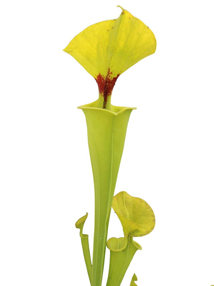 Sarracenia flava var. rugelii  SFR04 AC