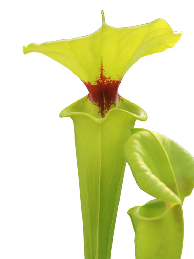 Sarracenia flava var. rugelii assorted