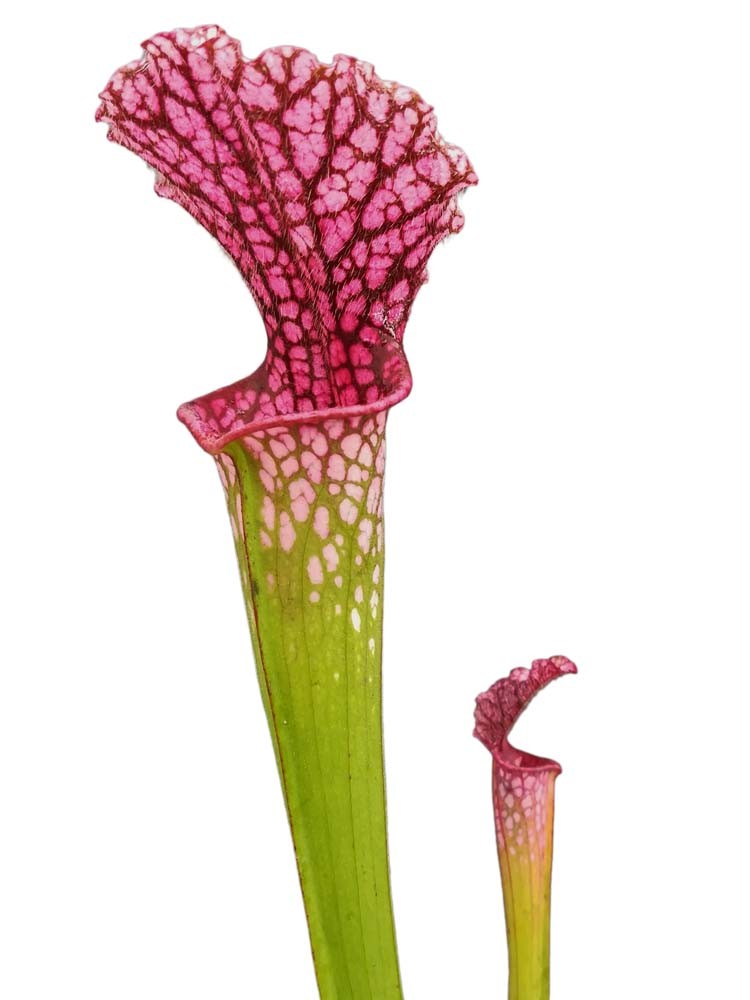 Sarracenia leucophylla "Hot pink" , Splinter
