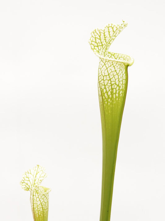 Sarracenia leucophylla Hurricane Creek White L58A MK