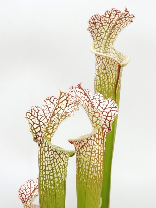 Sarracenia leucophylla L104G MK