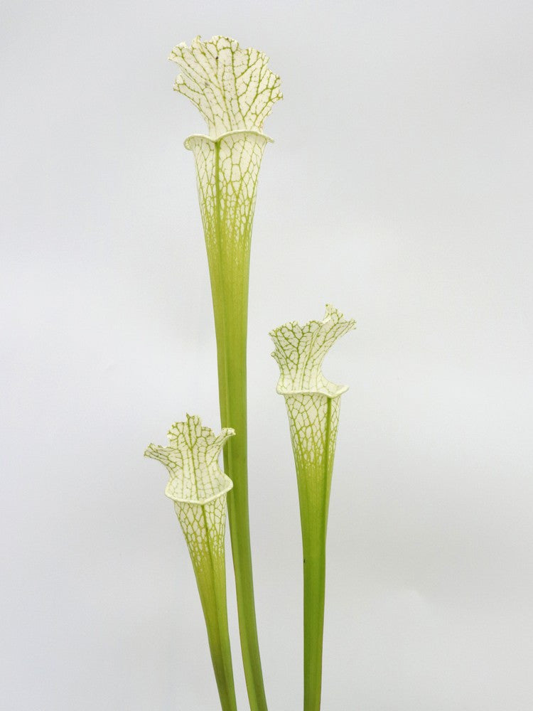 Sarracenia leucophylla L14 MK x L04 MK