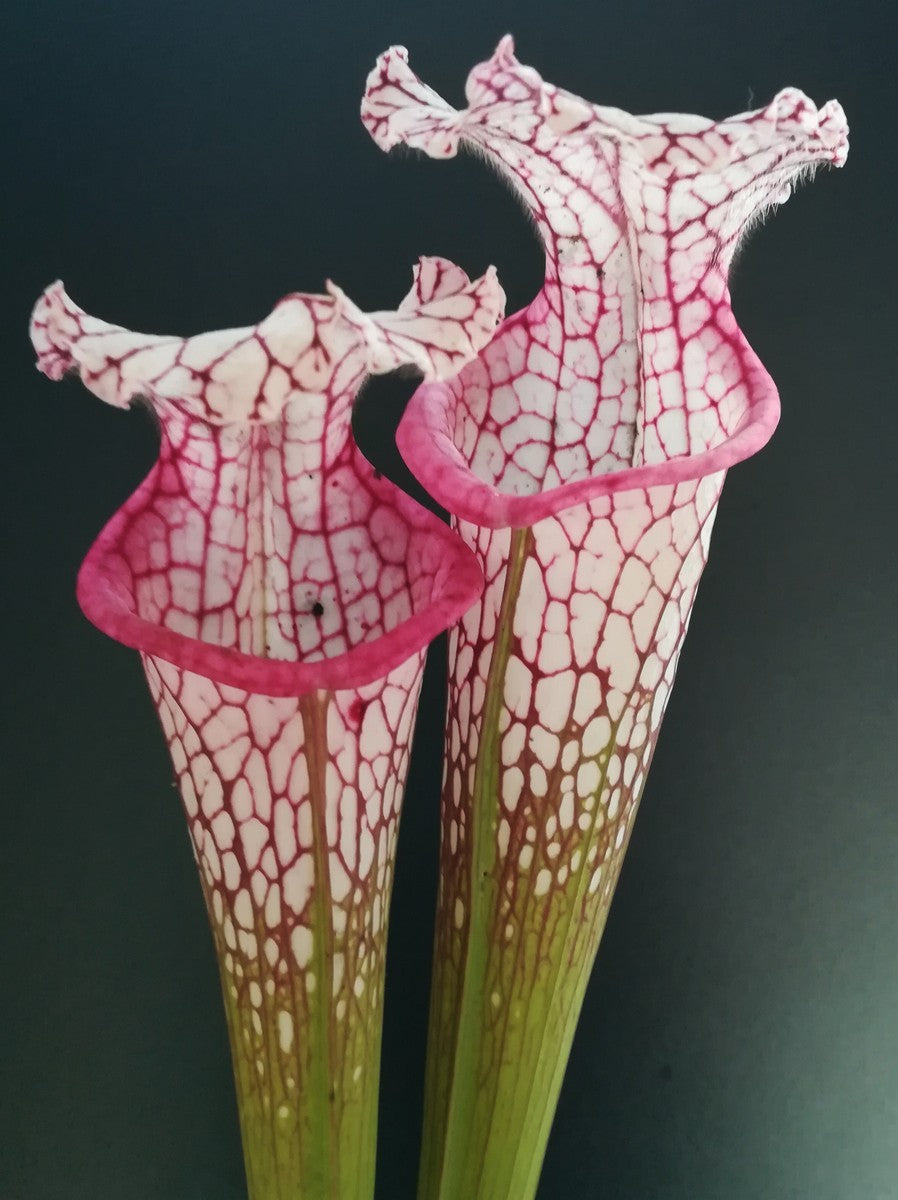 Sarracenia leucophylla L18 MK Large pink lipped, Apalachicola National Forest,W