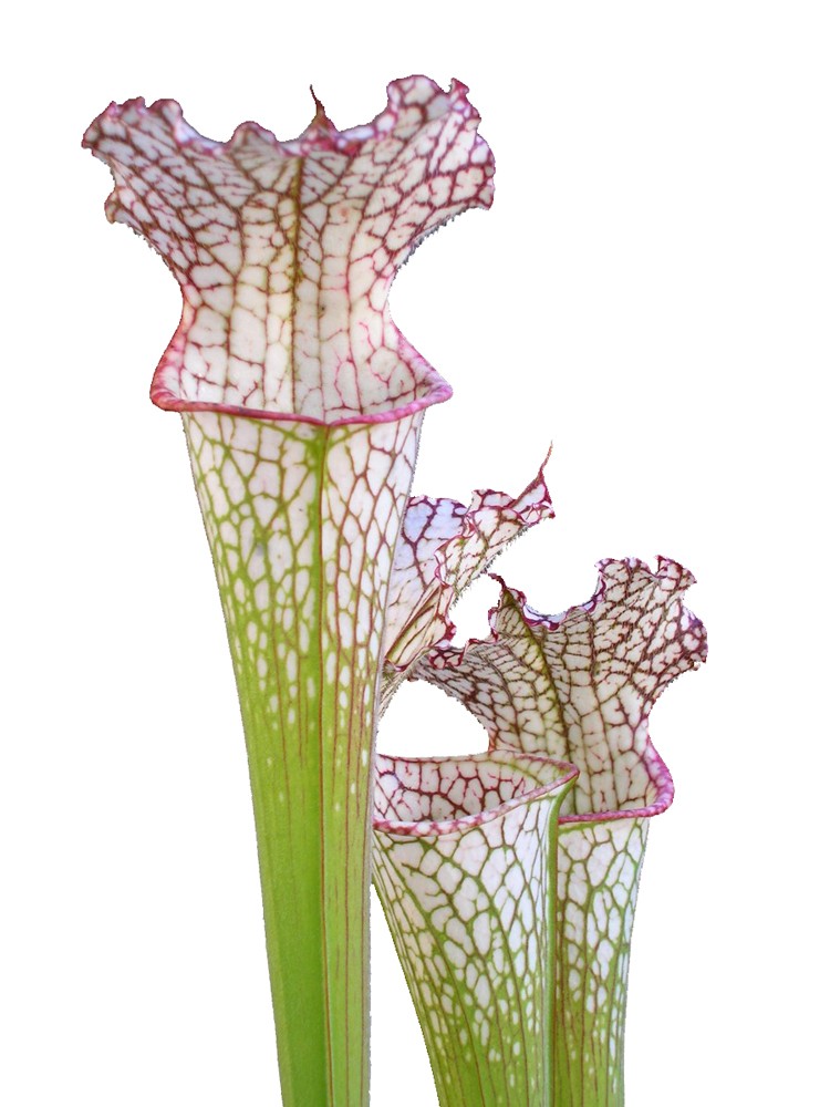 Sarracenia leucophylla L38 MK