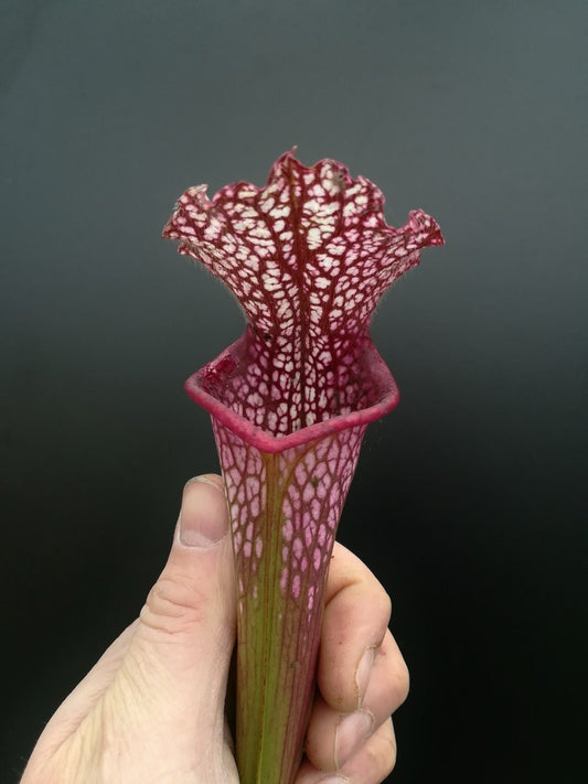 Sarracenia leucophylla L48A MK ,Hot pink Selections 1, Botanique