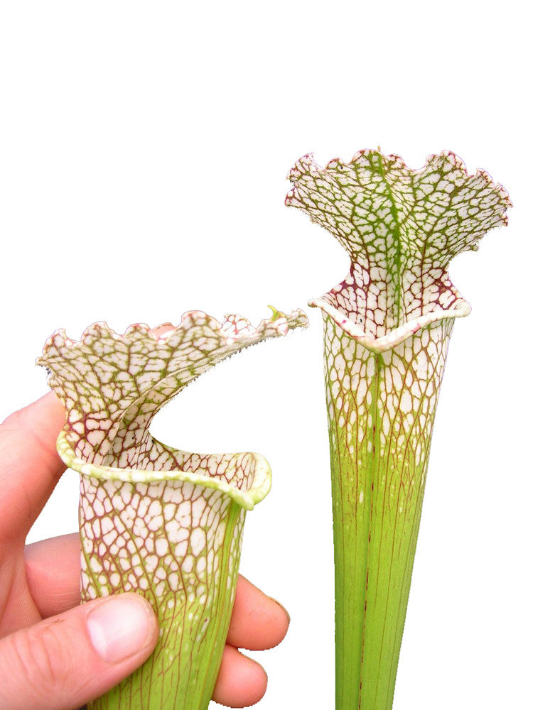 Sarracenia leucophylla L95 MK Gulf Breeze