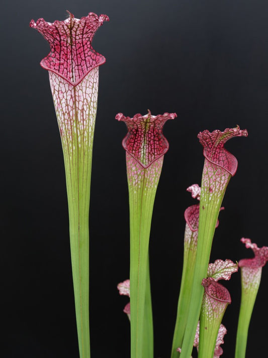 Sarracenia leucophylla "Pink tube" L53 MK