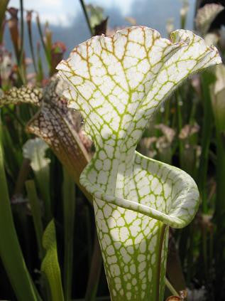 Sarracenia leucophylla SL26 A.S.