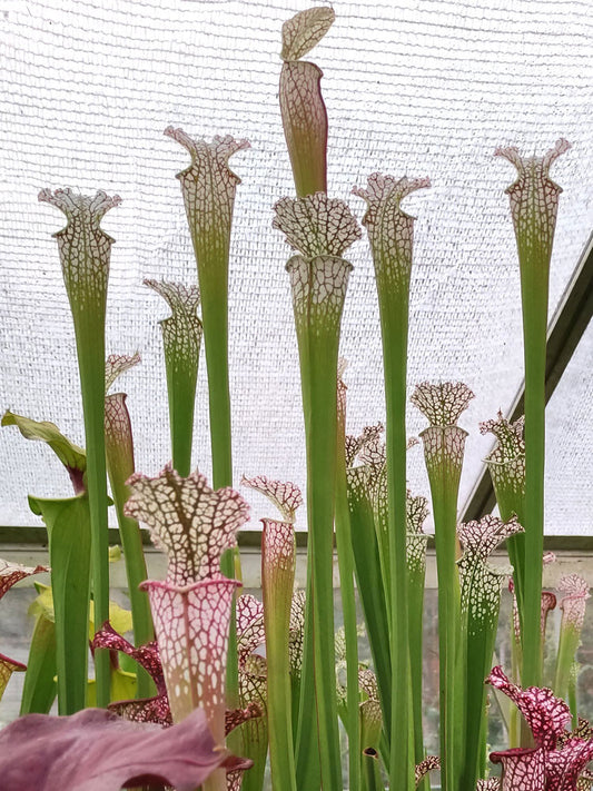 Sarracenia leucophylla "Very tall"  L20C MK Baldwin County, Alabama