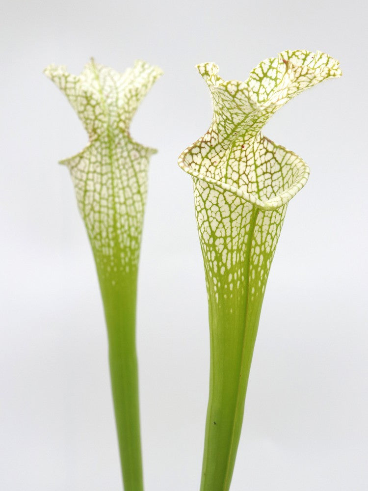 Sarracenia leucophylla Botanic garden , Padua