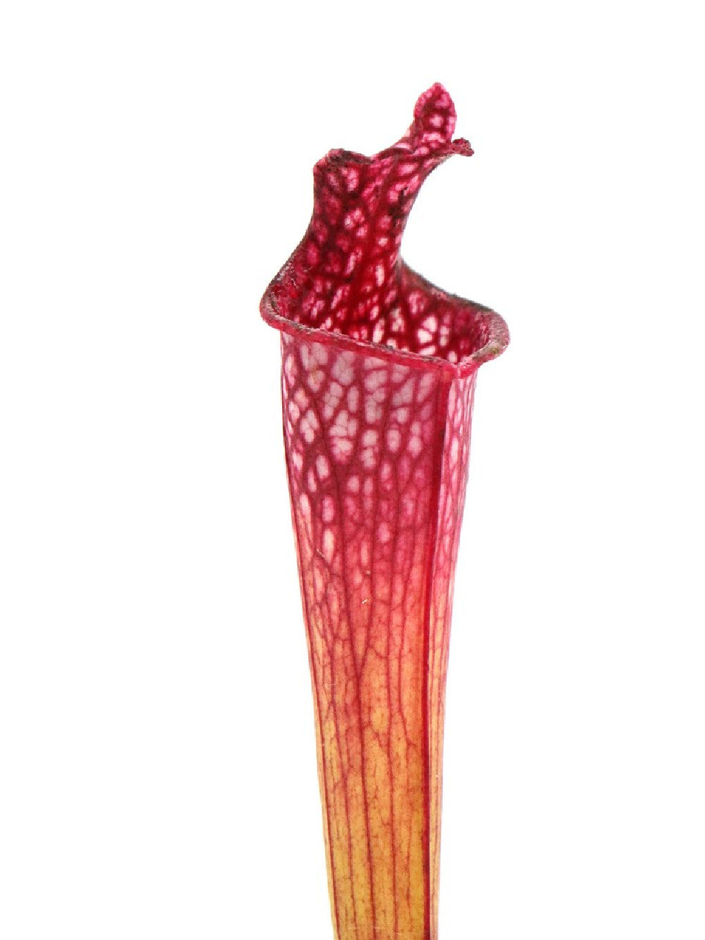 Sarracenia leucophylla 'Bris'