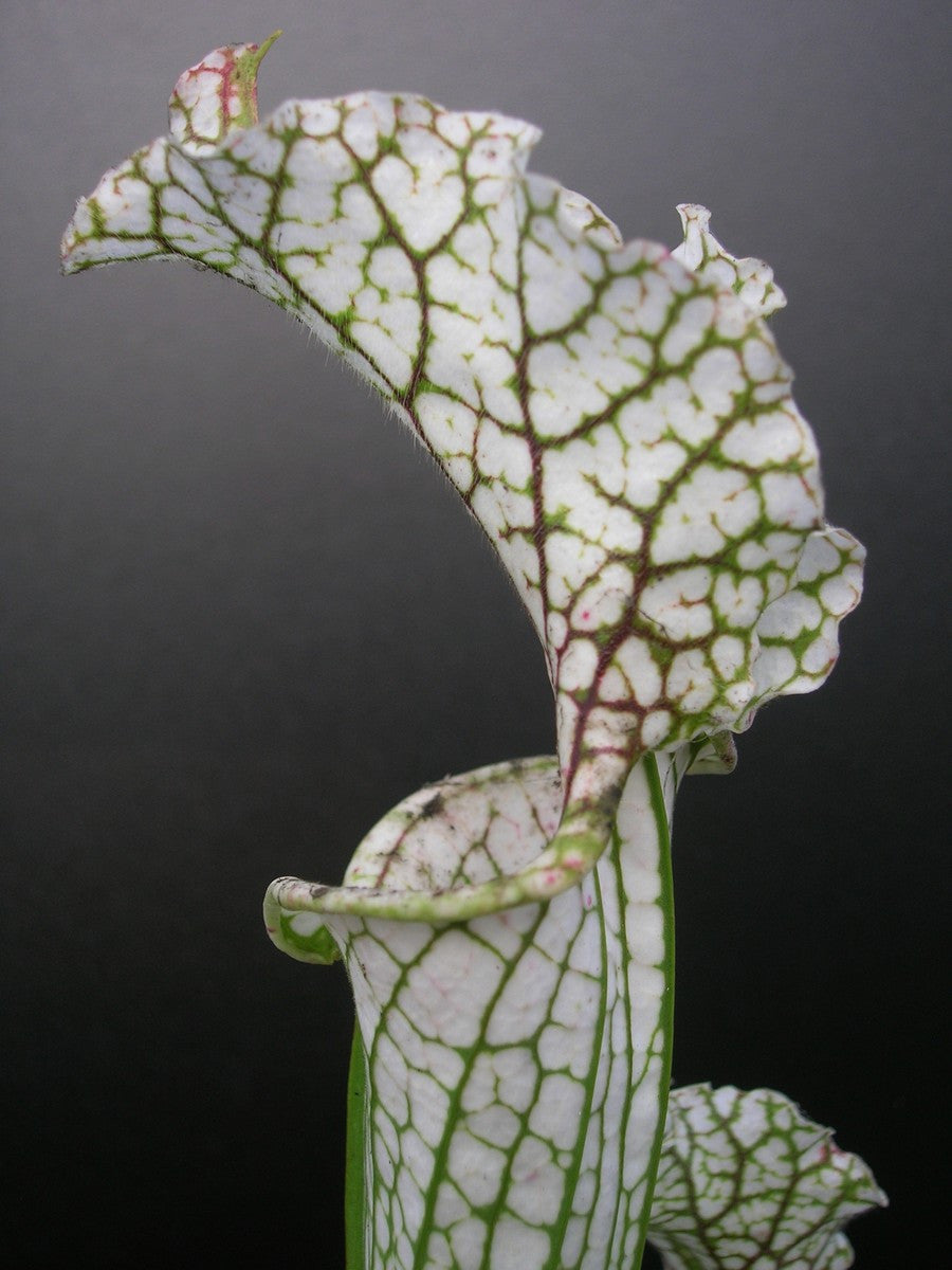 Sarracenia leucophylla Citronelle Al. L15 MK