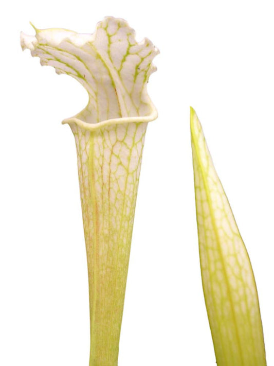 Sarracenia leucophylla  L07 PJ Plants