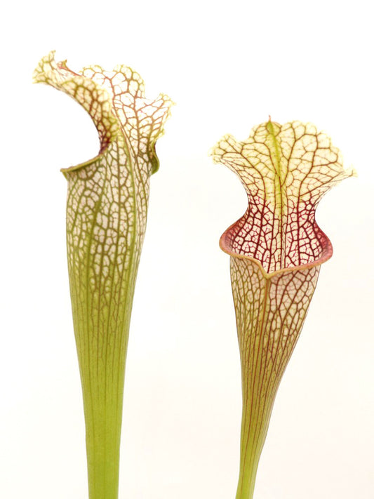 Sarracenia leucophylla  L101 MK