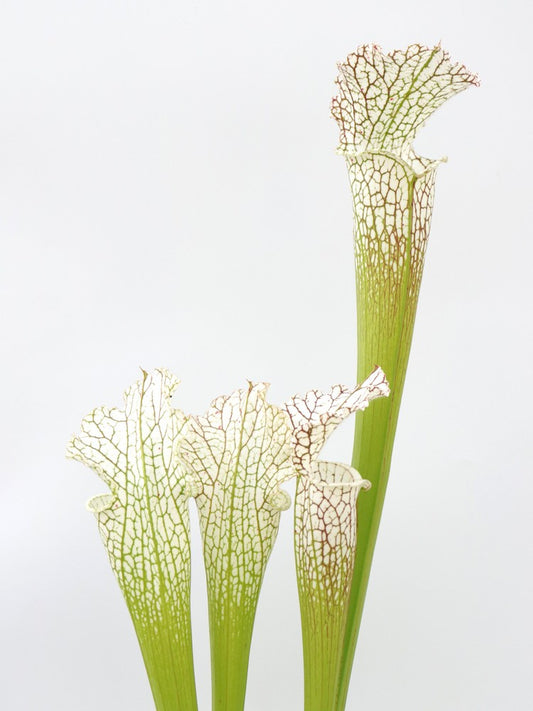 Sarracenia leucophylla  L102 MK