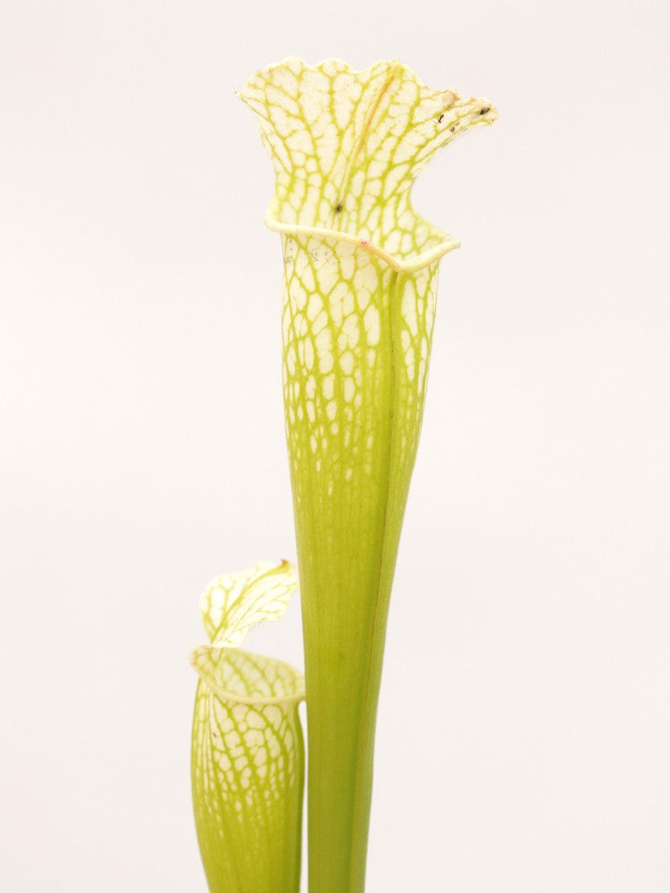 Sarracenia leucophylla L10 PW