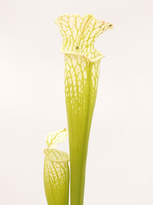 Sarracenia leucophylla  L10 PW