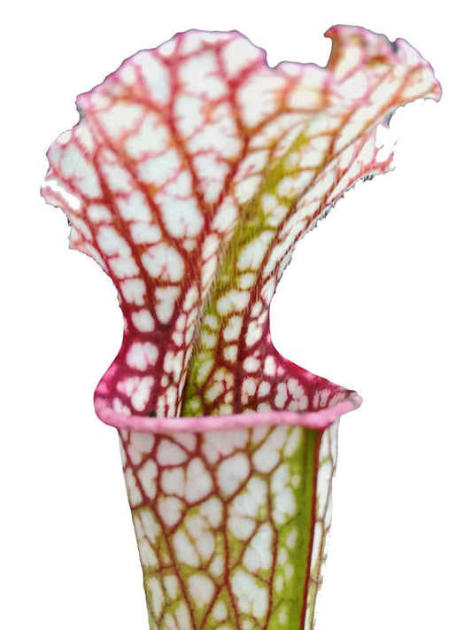 Sarracenia leucophylla  L12B MK
