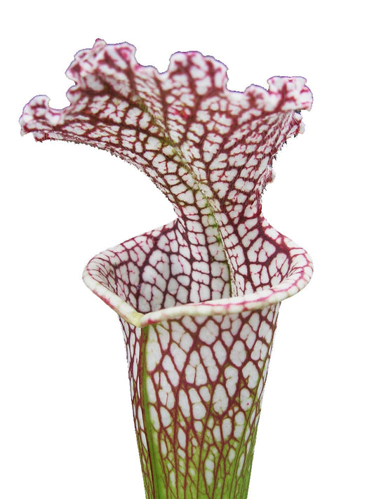 Sarracenia leucophylla  L17 MK
