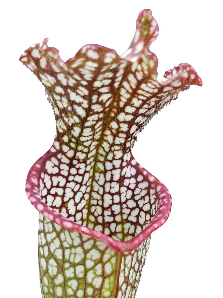 Sarracenia leucophylla  L21C Srba