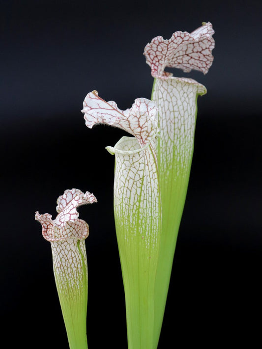 Sarracenia leucophylla  L22A Srba